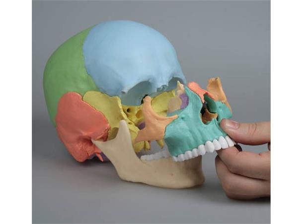 Osteopathic Hodeskalle i 22 deler. Didactical Versjon